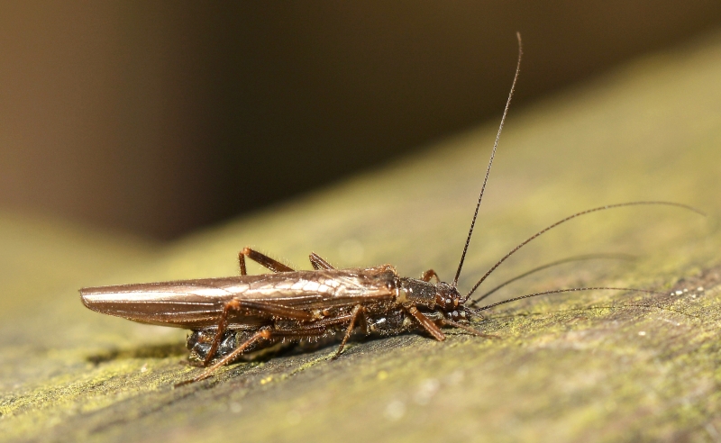 Leuctridae: Leuctra sp.